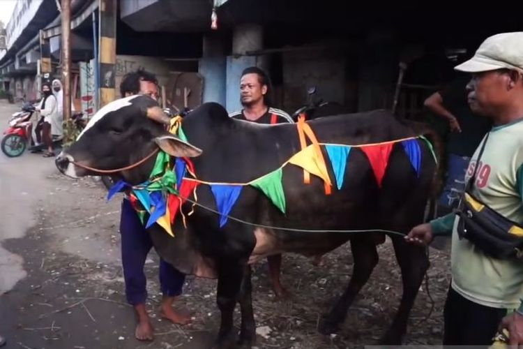 Penjual hewan kurban menghias sapi dan memakaikan pita pada tubuh hewan ternak tersebut sebelum dijual kepada pembeli di Tanjung Priok, Jakarta Utara, Senin (4/7/2022).
