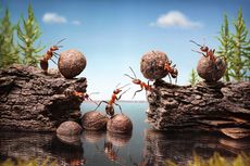 Kamasutra Satwa: Mirip Lebah, Perkawinan Semut Sering Terjadi di Udara