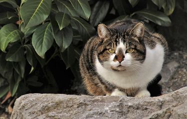 Manfaat memelihara kucing bagi bayi.