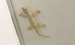 Mengapa Banyak Cicak di Rumah Saat Suhu Panas? Ini Penjelasan Ilmiahnya