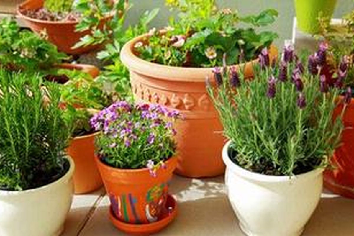 Beruntungnya desain-desain pot dewasa ini semakin beragam dan mudah diselaraskan dengan gaya desain di rumah, mulai dari berbahan semen, tanah liat, keramik, atau kayu bisa Anda kreasikan sendiri.