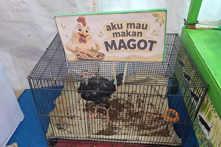 Warga Jakbar Manfaatkan Maggot Jadi Pakan Ternak, Tingkatkan Kualitas Daging dan Telur