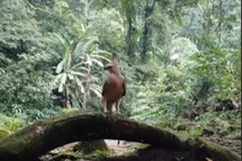 Viral, Video Penampakan Elang Jawa di Alam Disebut Mirip Burung Garuda