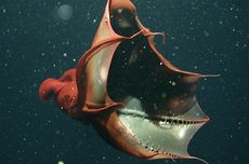 Trump Setujui Rencana Perdamaian untuk Rusia-Ukraina