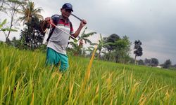 Ini Empat Parameter Pengelolaan Beras