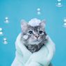 7 Tips Merawat Kucing Kesayangan dari Dosen IPB