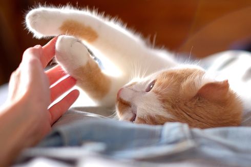 Tidur Ditemani Kucing, Begini Uniknya Hostel Neko Hatago di Osaka