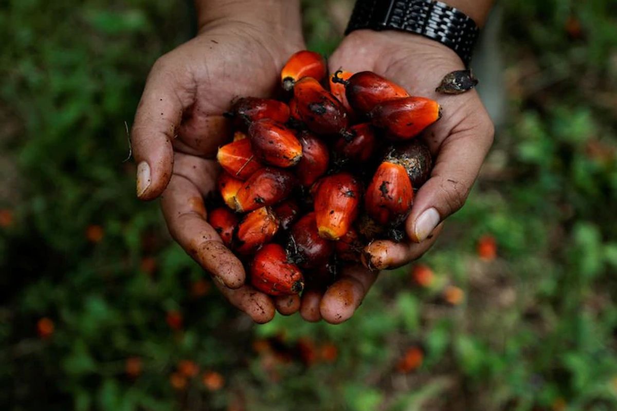 Untuk menurunkan harga minyak goreng di dalam negeri, Indonesia mengumumkan larangan ekspor minyak sawit mentah sejak akhir April.