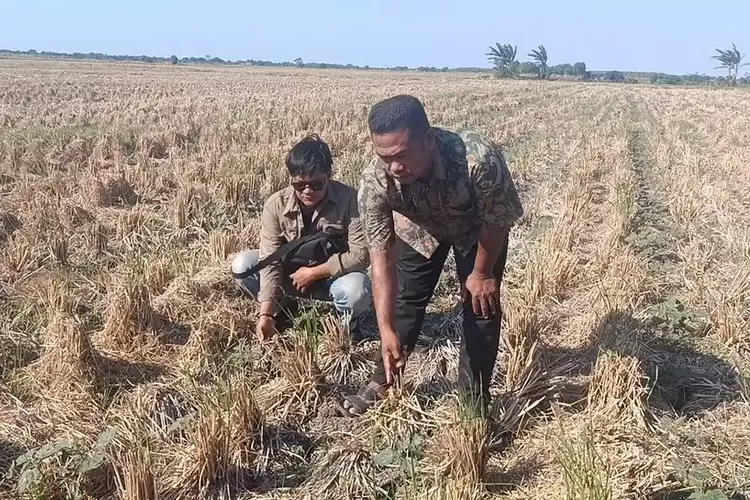Irigasi Macet Bertahun-tahun, 95 Hektare Sawah di Cirebon Kini Mengering