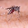 Mengapa Kita Sulit Terhindar dari Gigitan Nyamuk? Ini Alasannya