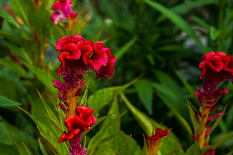 Tanaman jengger ayam, Celosia cristata 