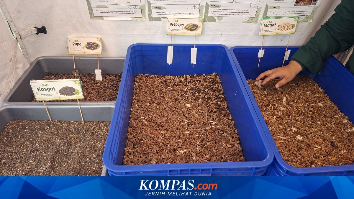 Budi Daya Maggot, Warga Cengkareng Kurangi Sampah Hampir 1 Ton per Bulan