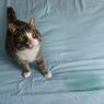 7 Aroma yang Dapat Mencegah Kucing Kencing Sembarangan di Rumah