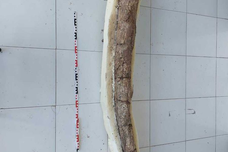 Penyelamatan fosil gading gajah purba (Stegodon Trigonocephalus) sepanjang 2,5 meter ditemukan terpendam di kawasan Situs Patiayam, Desa Terban, Kecamatan Jekulo, Kabupaten Kudus, Jawa Tengah pertengahan Agustus 2022.
