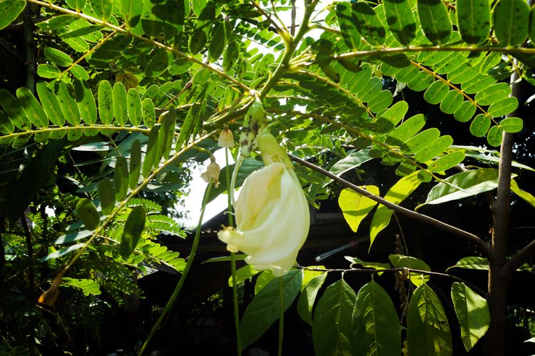 Ilustrasi tanaman turi. 