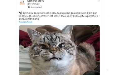 Tangkapan layar twit soal kucing jadi galak setelah steril