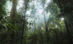 Cegah Kerusakan Hutan Perlu Perlindungan Sosial Berbasis Masyarakat