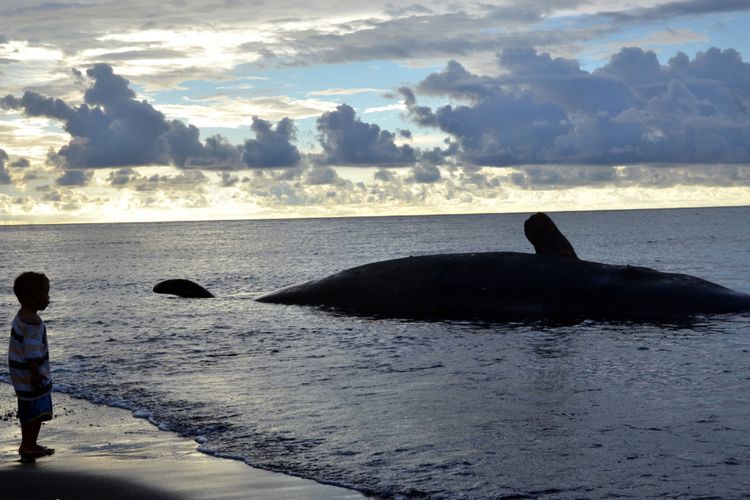 Memasuki hari kedua, Paus yang terdampar di pantai Kelurahan Takome, Kota Ternate, Maluku Utara mulai membusuk, Jumat (18/8/2017).