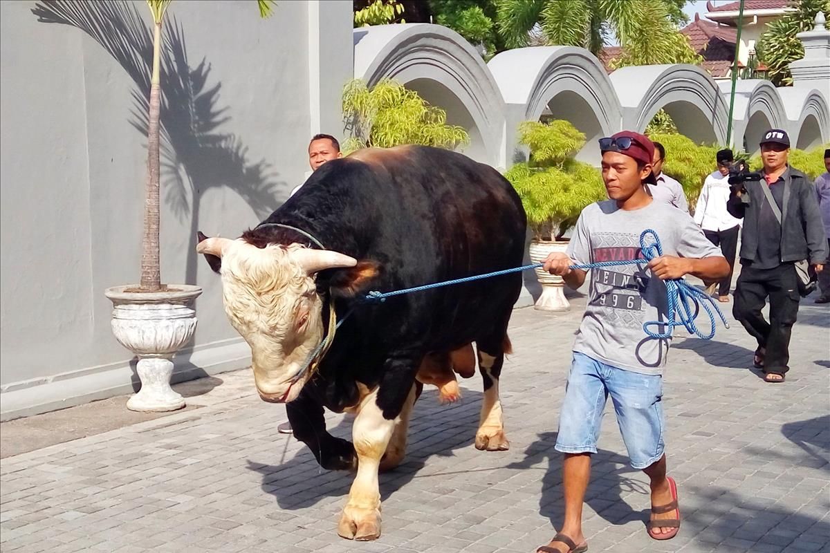 Sapi jenis simental milik Presiden Jokowi yang dibeli dari Sulistiyo Hadi saat  dibawa dari Kompleks Kantor Kepatihan ke Masjid Nur Maunah, Gunungkidul.