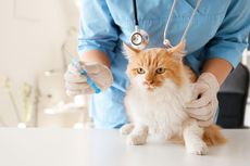 Ini Bahaya Memberikan Obat Manusia pada Kucing Peliharaan
