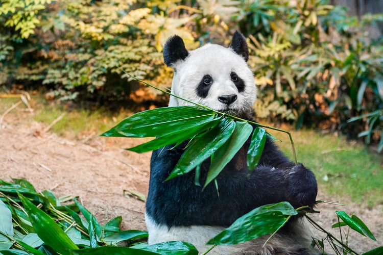 Ilustrasi panda di Hong Kong Jockey Club Sichuan Treasures di Ocean Park, Hong Kong.