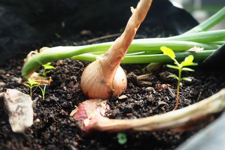 Ilustrasi menanam bawang merah