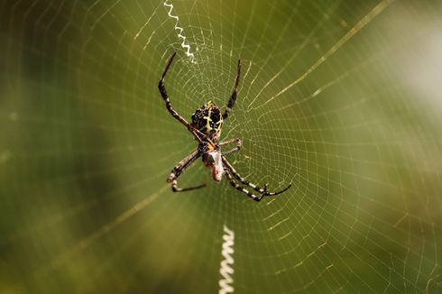 Gejala Gigitan Laba-laba dan Cara Mengobatinya 