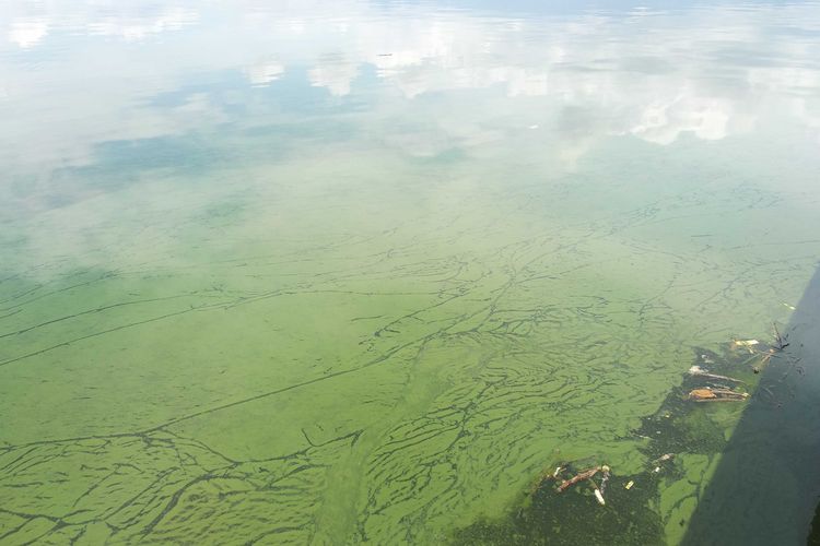 Tampak cairan mirip limbah mengapung di Teluk Bima, Nusa Tenggara Barat (NTB), Selasa (25/10/2022).