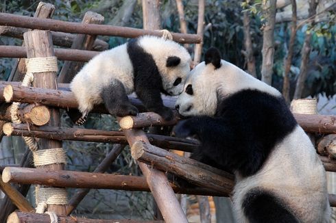 Misteri Bayi Panda yang Berukuran Super Kecil