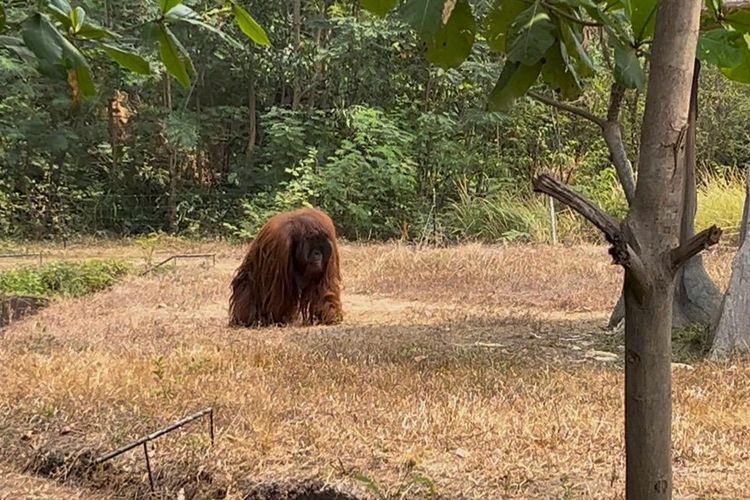 Kronologi Orangutan Didi Lepas dari Solo Safari, Sempat Keluyuran ke Warung hingga Kos