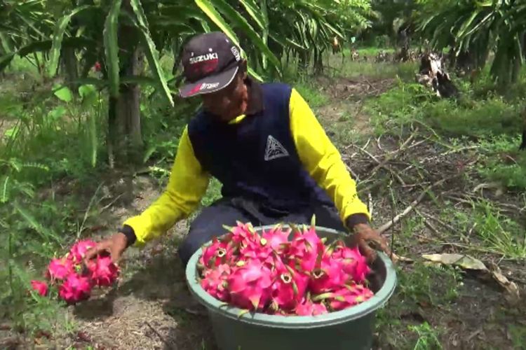 Petani buah naga di ladangnya, Desa Polewali, Kecamatan Bambalamotu, Kabupaten Pasangkayu, Sulawesi Barat.