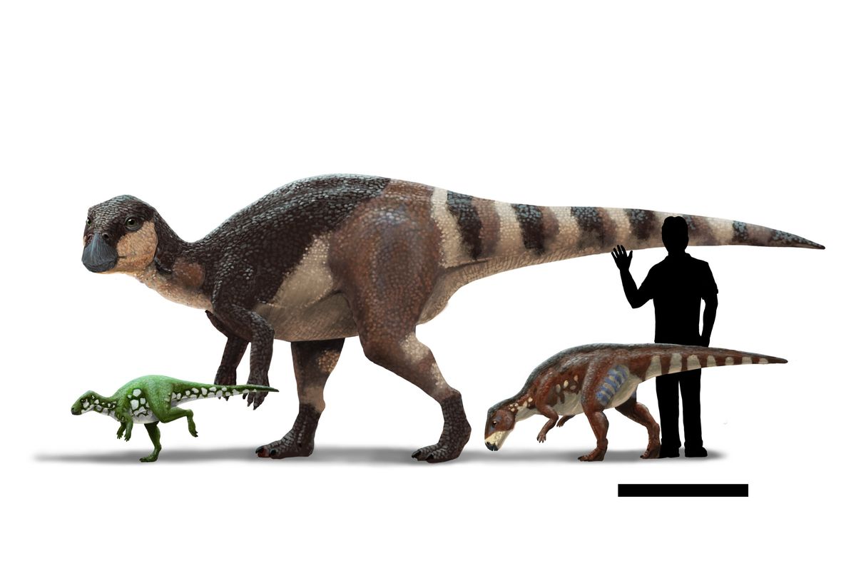 Ilustrasi dinosaurus Eropa. Rhabdodontid adalah keluarga dinosaurus herbivora endemik Eropa. Gambar ini menunjukkan perbandingan tiga spesies rhabdodontid yang berasal dari Austria, Perancis dan Rumania.