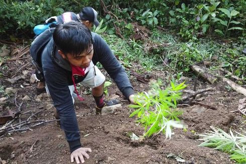 Enam Jam Mendaki Bukit, Polisi Temukan Ladang Ganja di Kebun Kopi