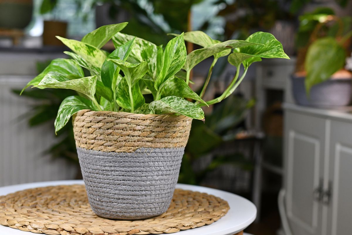 Ilustrasi tanaman hias marble queen pothos. 