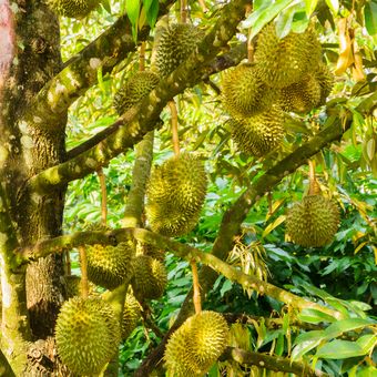 Ilustrasi tanaman durian, pohon durian, buah durian di pohon.
