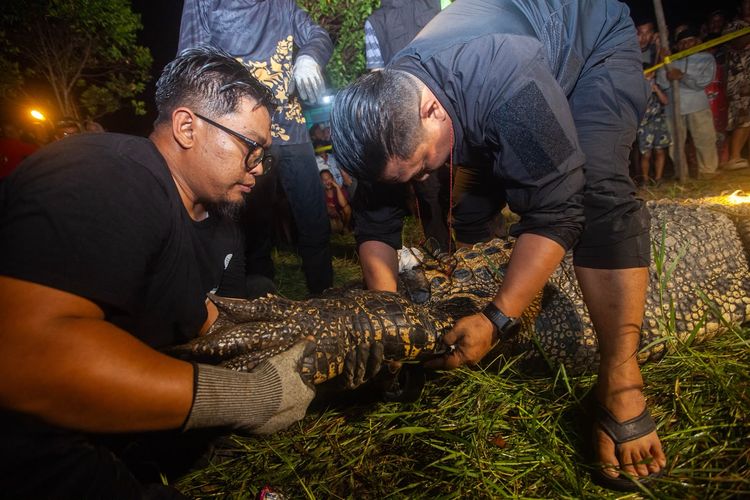 Fakta Buaya 4,5 Meter di Sambas, Terjerat Jaring Tambak hingga Mata Kanan Rusak