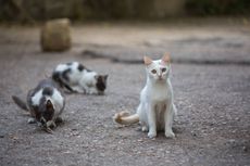 7 Tips Sederhana untuk Menjinakkan dan Memelihara Kucing Liar