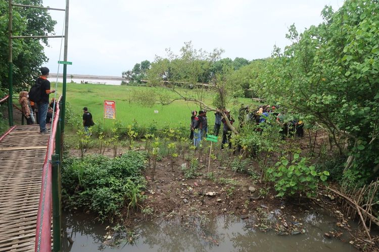 Kawasan hutan Mangrove, Baros, Tirtohargo, Kretek, Kamis (9/2/2023).