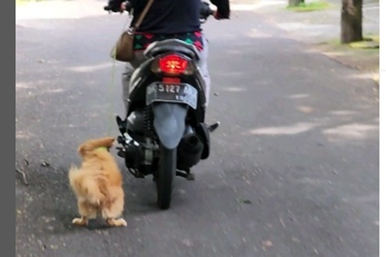 Tangkapan layar video yang merekam pengendara motor di Bali seret anjing