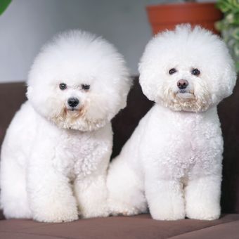 Ilustrasi anjing Bichon frise.