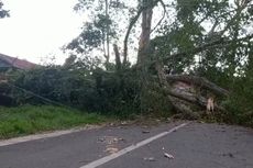 Pohon Tumbang di Tana Toraja Tutup Jalan, Warga Larang Dibersihkan Sebelum Diupacarakan
