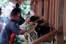 Program Ternak Kambing Perah di DIY untuk Atasi Stunting dan Tingkatkan Ekonomi Warga