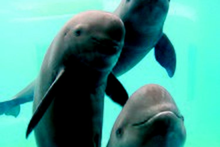 Lumba-lumba tanpa sirip hidup di Sungai Yangtze, China.
