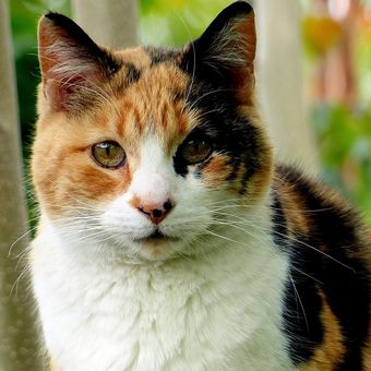 Ilustrasi kucing tiga warna atau kucing calico. 