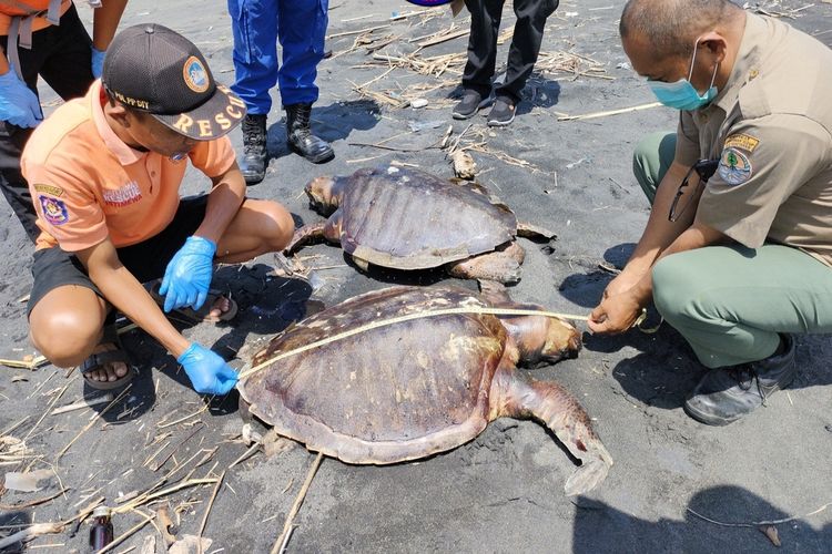 BKSDA dan relawan Satlinmas Rescue Istimewa (SRI) Wilayah V Kulon Progo mengukur temuan bangkai tiga penyu di pantai Pedukuhan Jangkang, Kalurahan Garongan, Kapanewon Panjatan, Kabupaten Kulon Progo, Daerah Istimewa Yogyakarta. Penyu diperkirakan mati karena usia. Ketiganya dikubur di pantai itu.