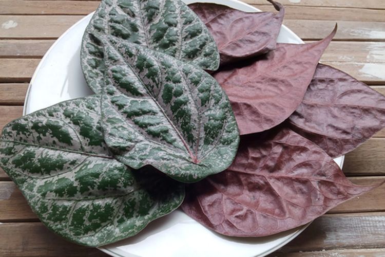 Ilustrasi daun sirih merah