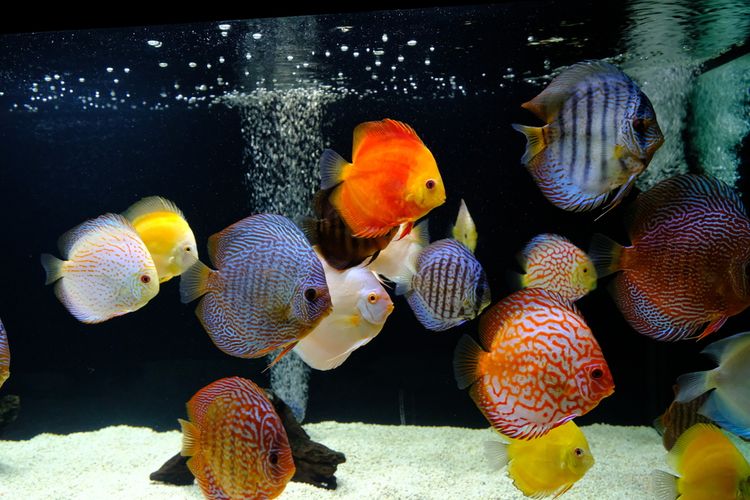 Ilustrasi ikan discus di akuarium. 