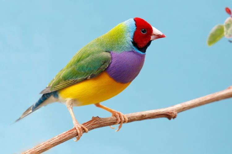 Ilustrasi burung Gouldian finch. 