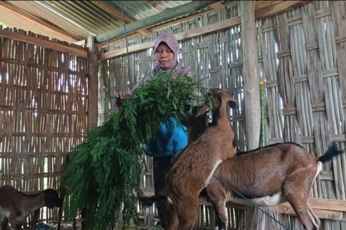 Dulu Tinggal bersama Kambing, Kini Ibu Guru Sri Hartuti Tempati Rumah Baru, Ini Kisahnya