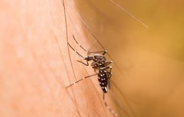 Nyamuk aedes